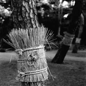 New Year's Tree Belts, Koishikawa Korakoen