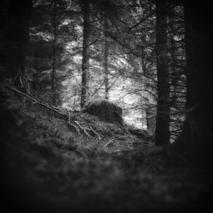 Norwegian Forest Mysteries