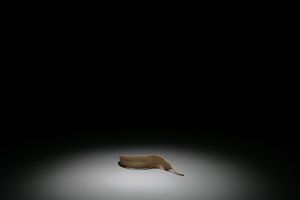 Libretto of Ballet (series)