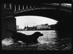 Untitled (Dog Battersea Bridge), 2012