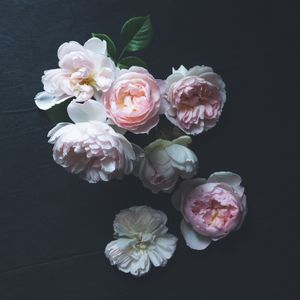 A rose is a rose is a rose