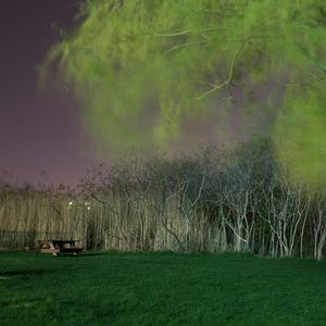 Willow, 2009