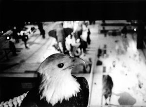 Eagle