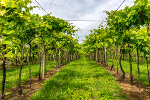 vineyards near Soave