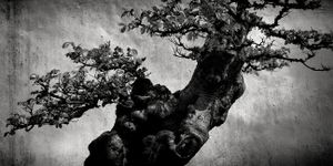 Suzhou Bonsai