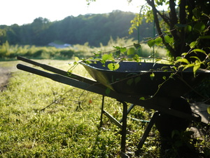 Wheelbarrow with overgrowth