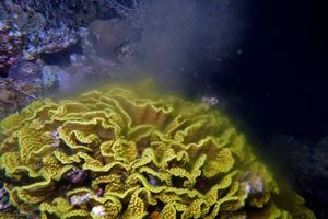 Coral Spawning