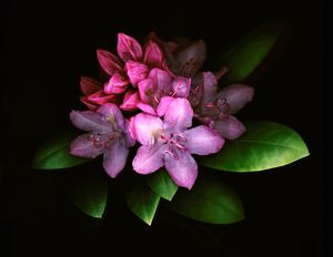 Rhododendron 3