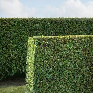 Hedge #51