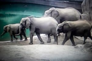CAPTIVITY