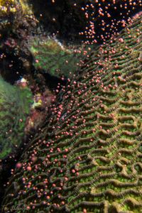 Coral Spawning