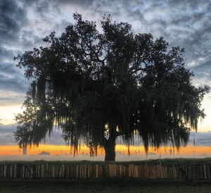 Battlefield Oak, St. Bernard Parish, Louisiana