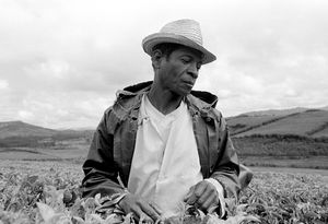 "Tea Plantation Worker" Fianarantsoa 1994