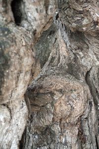 Tree face