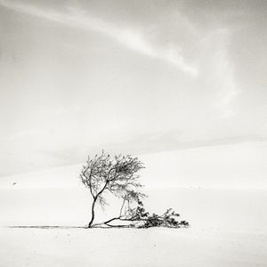 Plant in the desert, Fuerteventura, Spain 2018
