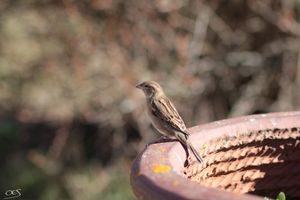 Un jour je serais Rapace