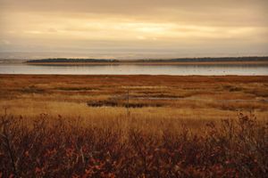 Salt Marsh