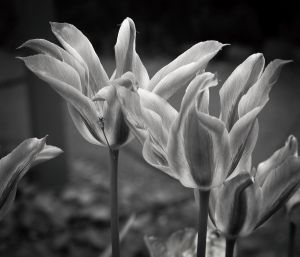 Supplicants