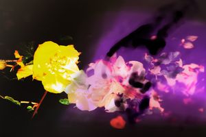 Untitled(Bloom)