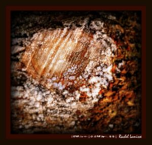 Tree footprint