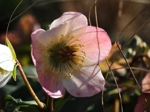Heavenly Hellebore