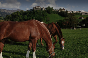 Horses in front of Gruyères castle.