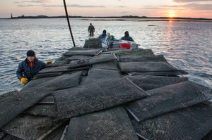 Maneuvering the fully laden barge across the bay
