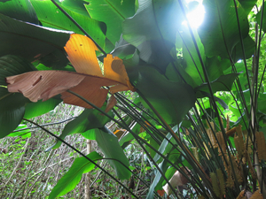 untitled, Old Pali Highway, Oahu 2019-20