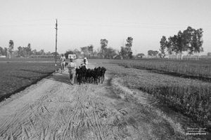 Goat herds | Dhanda, Punjab.