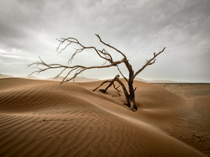 Desert