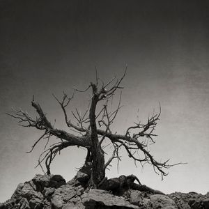 Desiccated