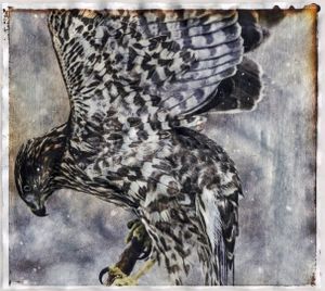 © Wendi Schneider "Goshawk"