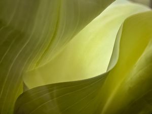 A Silent Voice (Calla Lilly)