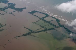 Save Mangrove Forest