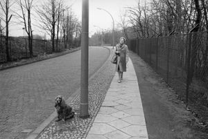 Woman with Cocker Spaniel