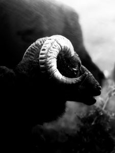 Black Sheep