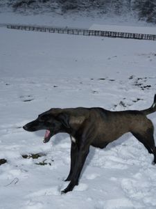 Dog in Snow