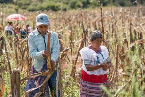 Working the Cornfield
