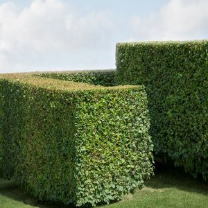 Hedge #50