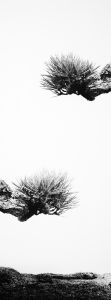 Japanese Black Pine
