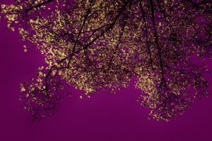 Byzantine Magenta
