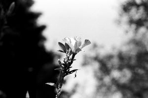 El sol 8