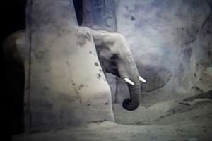 CAPTIVITY