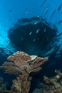 The coral reef underneath the Underwater Observatory in Eilat, Red Sea