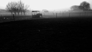 Horses in the mist.