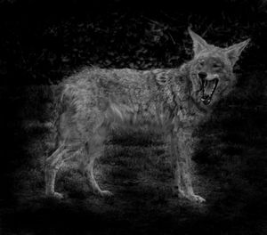 Coyote. Monrovia, California