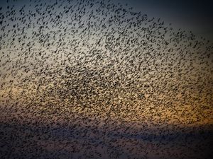A murmuration of starlings