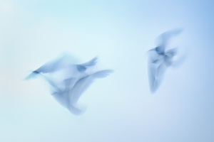 FLIGHT #D63554