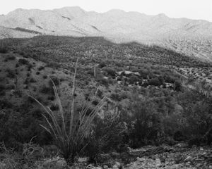 Looking West, White Mountains, Arizona