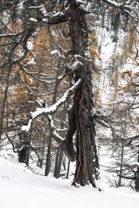 WinterGold